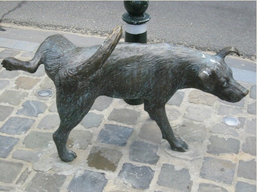 Chien et reverbere